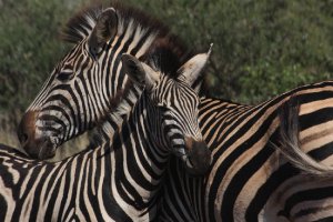 zebra02