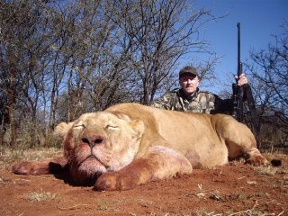 Lion