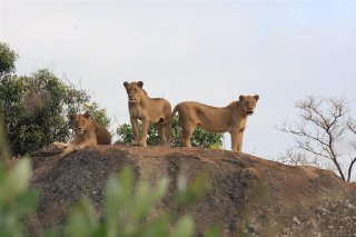 lionpride