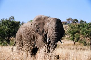 pilanesberg