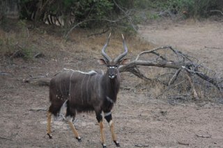 nyala