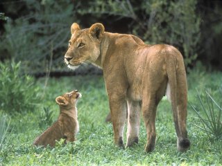 lioncub