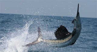 fishing1