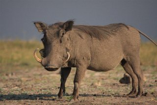warthog