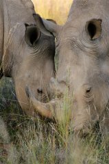 rhino
