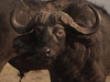 Chobe