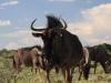 Kgalagadi Transfrontier Park