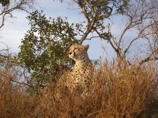 cheetah