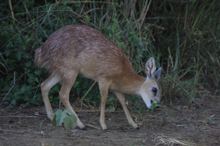 klipspringer