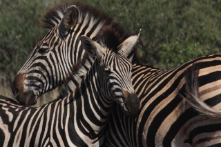 zebra02