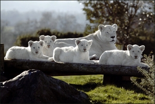 white_lions