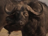 buffalo