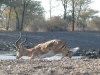 impala_jumping_string_2