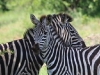 zebra01