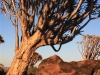 Quiver Tree Forest Namibie