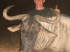 normal_aaron_blue_wildebeest