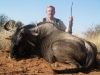 normal_jim_wildebeest