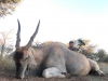 Eland (1)