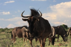 Kgalagadi Transfrontier Park