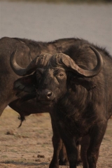 buffalo