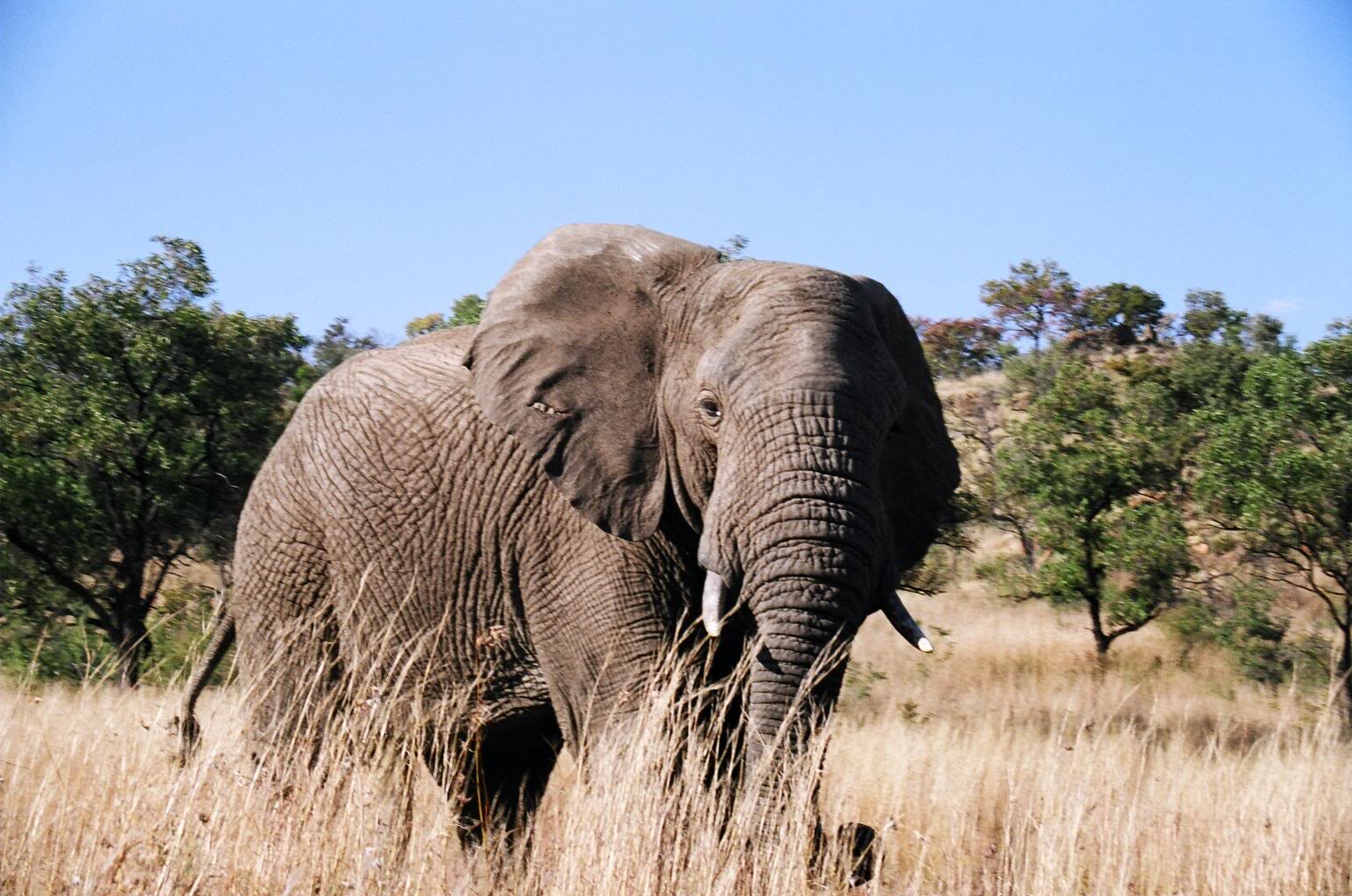 pilanesberg national safari park