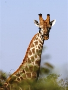 Kruger National Park