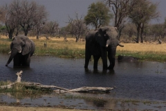 Okavango Delta