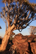 Quiver Tree Forest Namibie