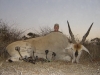 02_normal_rob_eland
